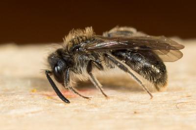  Andrena simontornyella Noskiewicz, 1939