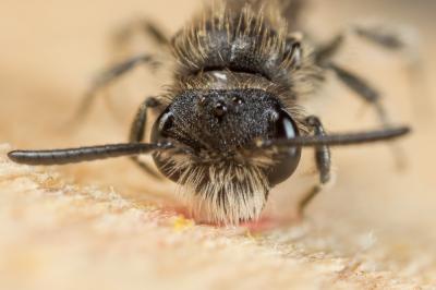  Andrena simontornyella Noskiewicz, 1939