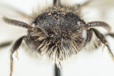  Andrena simontornyella Noskiewicz, 1939