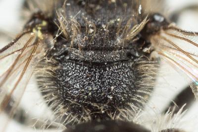  Andrena simontornyella Noskiewicz, 1939