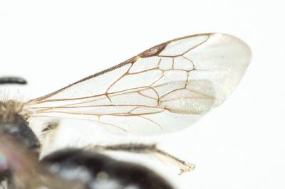  Andrena simontornyella Noskiewicz, 1939