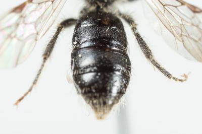  Andrena simontornyella Noskiewicz, 1939