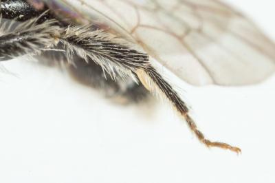  Andrena simontornyella Noskiewicz, 1939