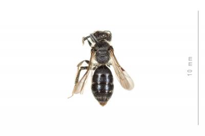  Andrena simontornyella Noskiewicz, 1939