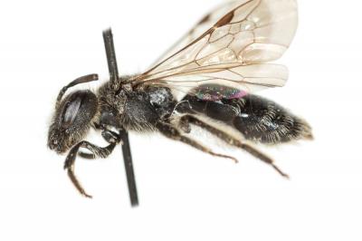  Andrena simontornyella Noskiewicz, 1939