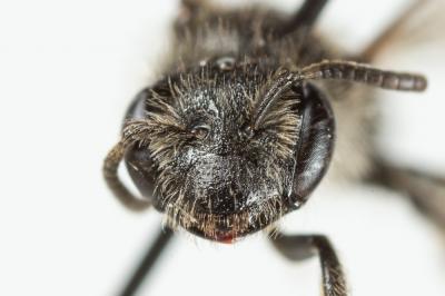 Andrena simontornyella Noskiewicz, 1939