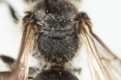  Andrena simontornyella Noskiewicz, 1939
