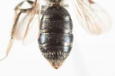  Andrena simontornyella Noskiewicz, 1939