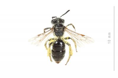  Andrena spreta Pérez, 1895