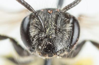  Andrena spreta Pérez, 1895