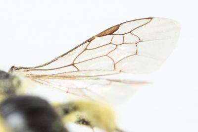  Andrena spreta Pérez, 1895