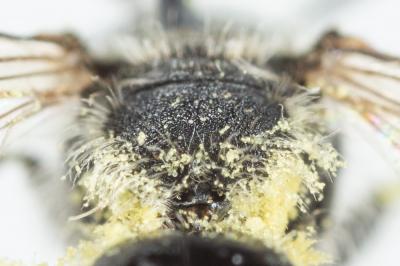  Andrena spreta Pérez, 1895