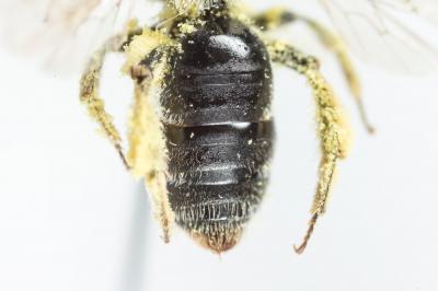 Andrena spreta Pérez, 1895