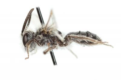  Andrena spreta Pérez, 1895