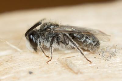  Andrena spreta Pérez, 1895