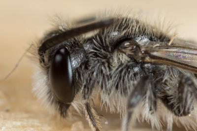  Andrena spreta Pérez, 1895
