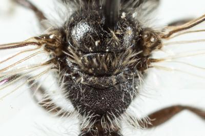  Andrena spreta Pérez, 1895