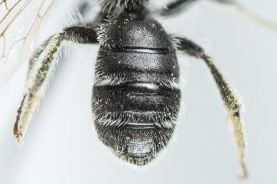 Andrena spreta Pérez, 1895