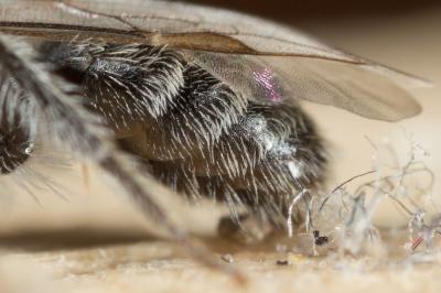  Andrena spreta Pérez, 1895
