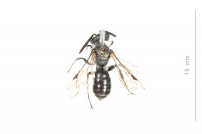  Andrena subopaca Nylander, 1848