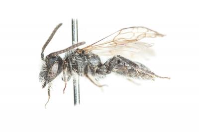  Andrena subopaca Nylander, 1848