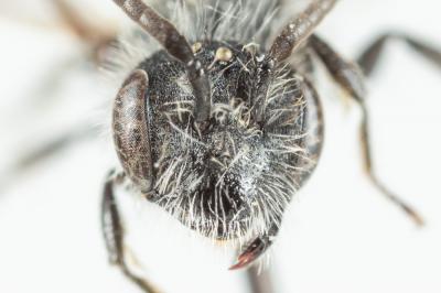  Andrena subopaca Nylander, 1848