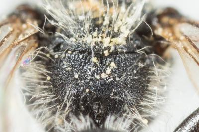  Andrena subopaca Nylander, 1848