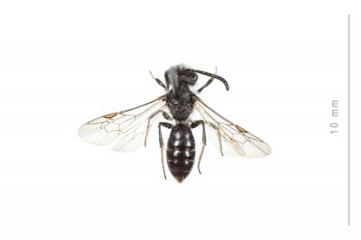  Andrena tenuistriata Pérez, 1895