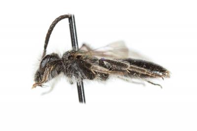  Andrena tenuistriata Pérez, 1895