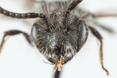  Andrena tenuistriata Pérez, 1895