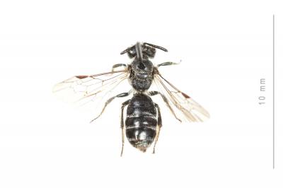  Andrena tenuistriata Pérez, 1895