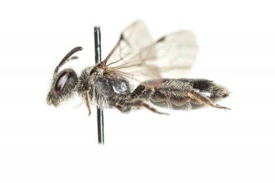  Andrena tenuistriata Pérez, 1895