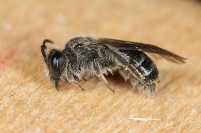  Andrena tenuistriata Pérez, 1895