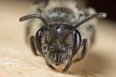  Andrena tenuistriata Pérez, 1895