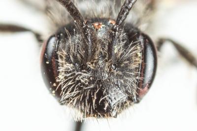  Andrena tenuistriata Pérez, 1895