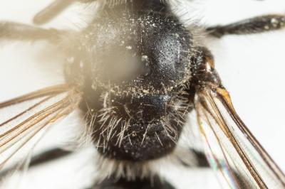  Andrena tenuistriata Pérez, 1895