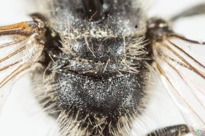  Andrena tenuistriata Pérez, 1895