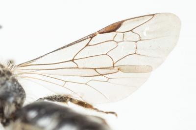  Andrena tenuistriata Pérez, 1895