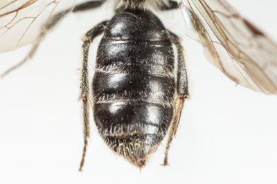  Andrena tenuistriata Pérez, 1895