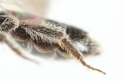  Andrena tenuistriata Pérez, 1895