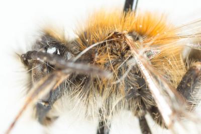  Andrena varians (Kirby, 1802)