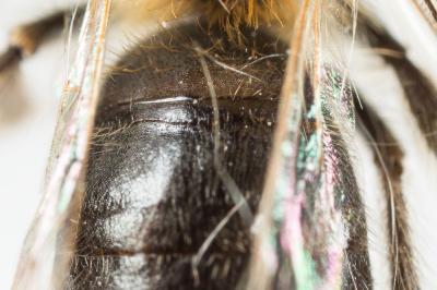  Andrena varians (Kirby, 1802)