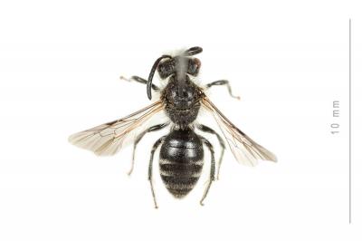  Andrena ventricosa Dours, 1873