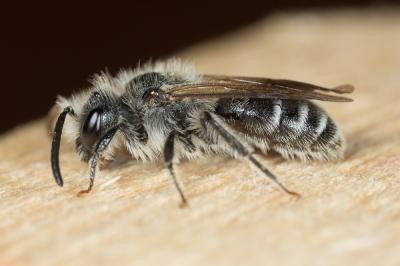  Andrena ventricosa Dours, 1873