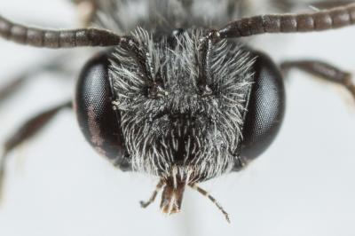  Andrena verticalis Pérez, 1895