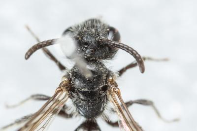  Andrena verticalis Pérez, 1895