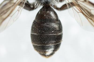  Andrena verticalis Pérez, 1895