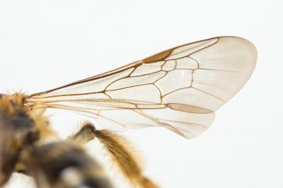  Andrena vulpecula Kriechbaumer, 1873