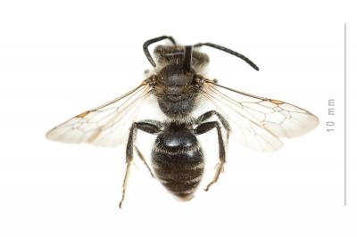  Andrena wilkella (Kirby, 1802)