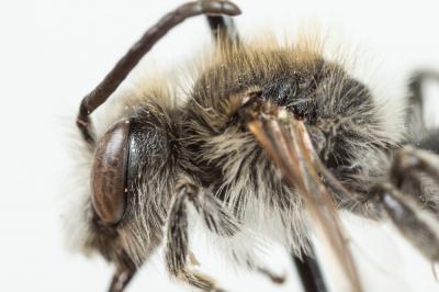  Andrena wilkella (Kirby, 1802)